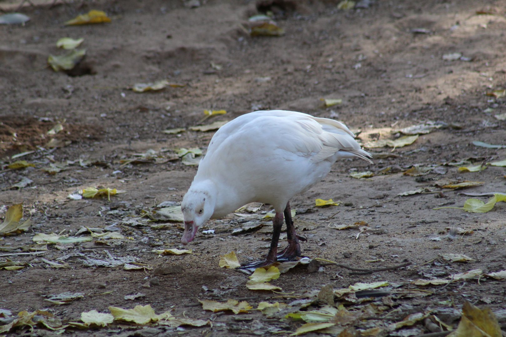 White Egyptian Goose