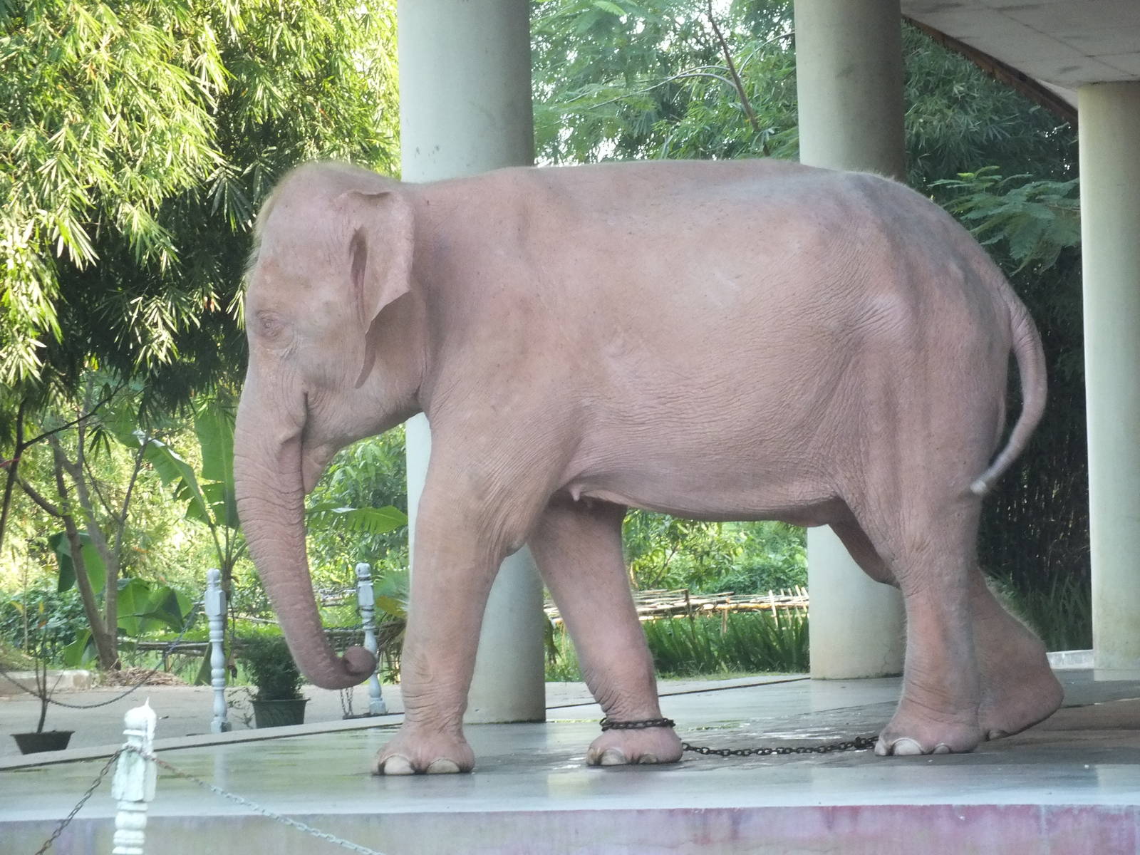 White Elephant - October 2012