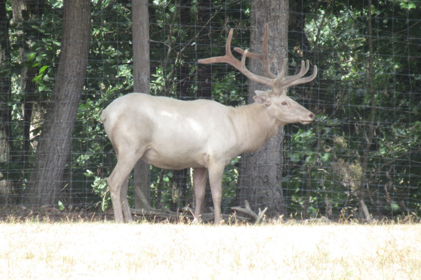 White elk