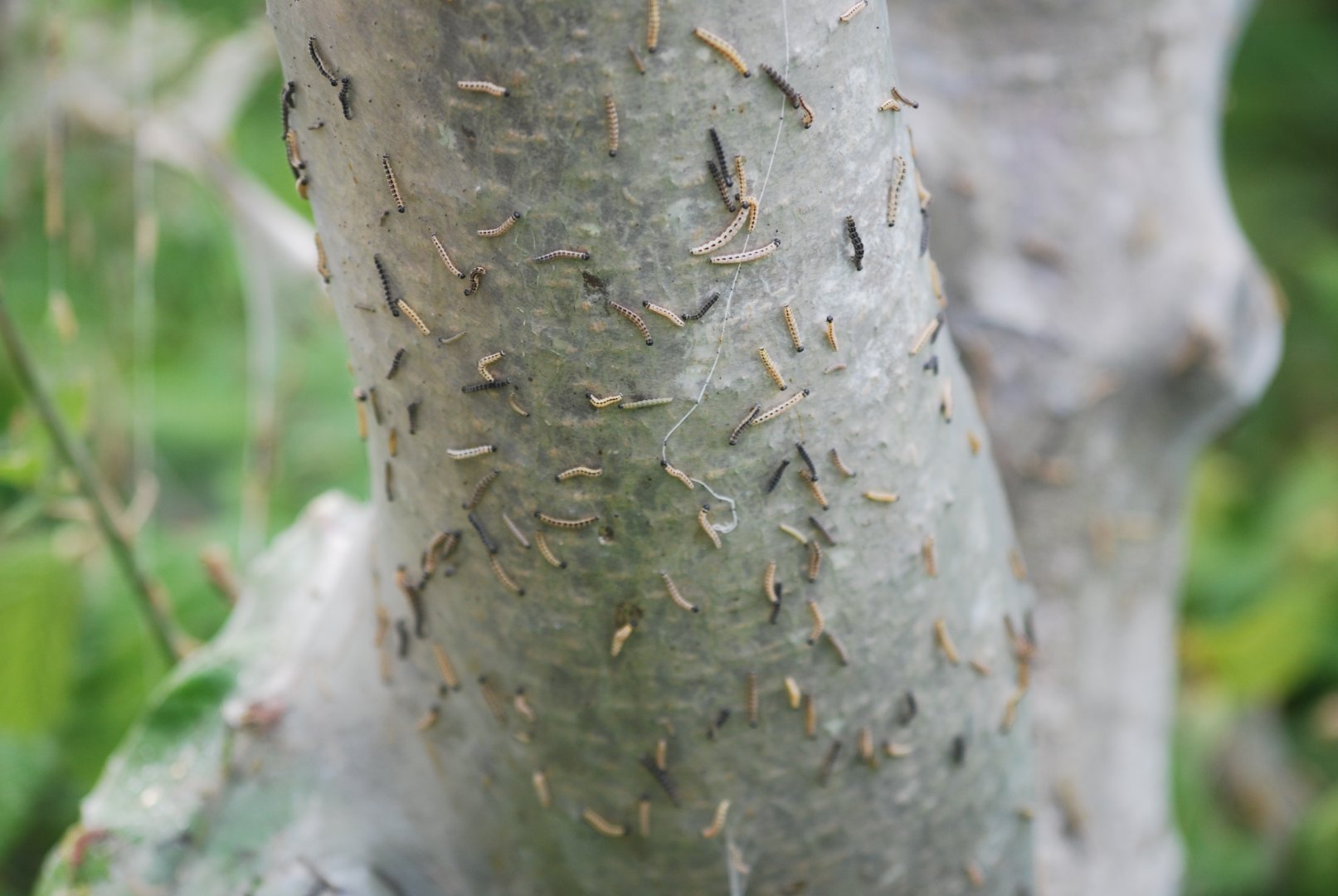 White ermine moth outbreak