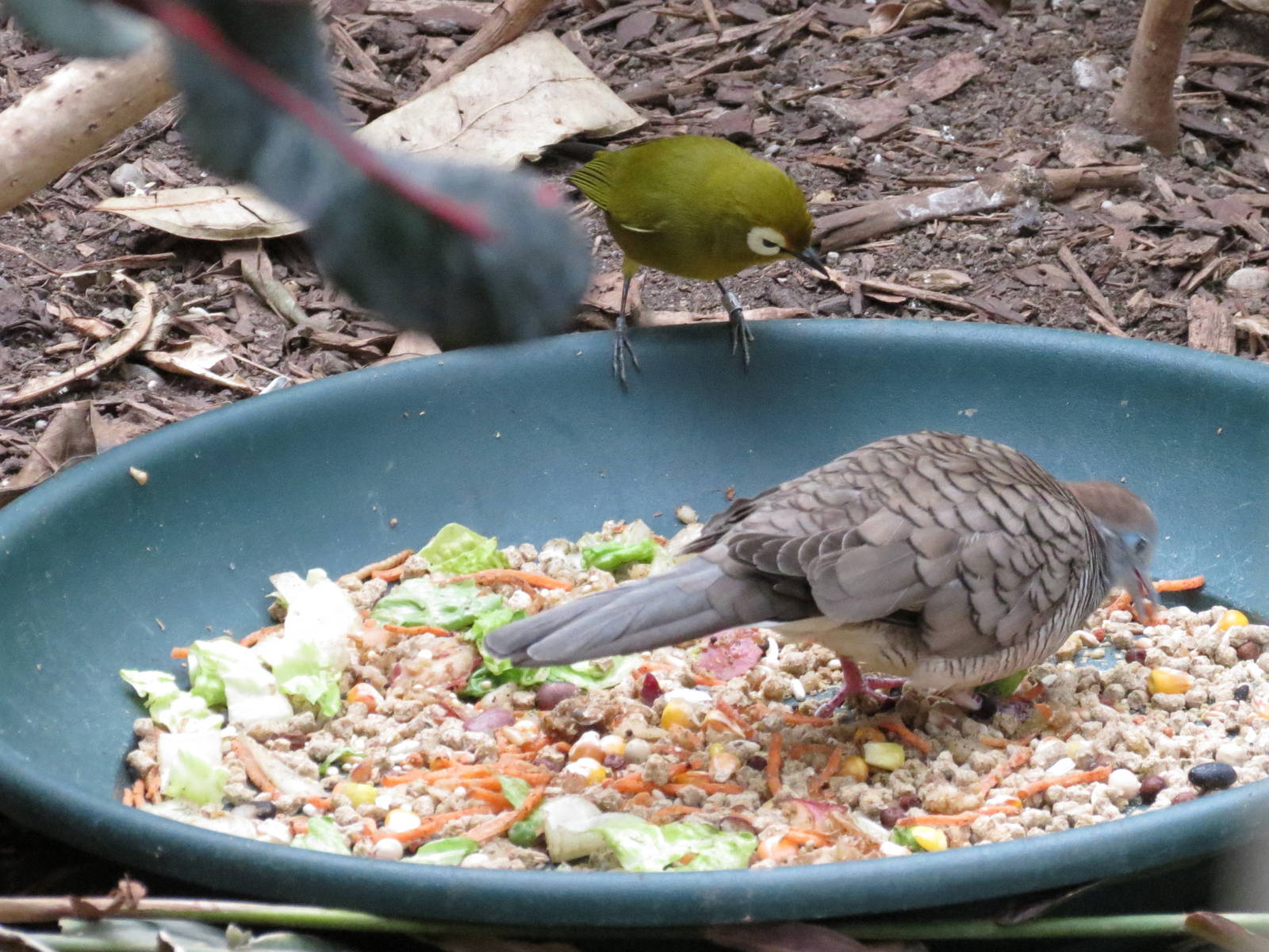 White-eye and Zebra Dove