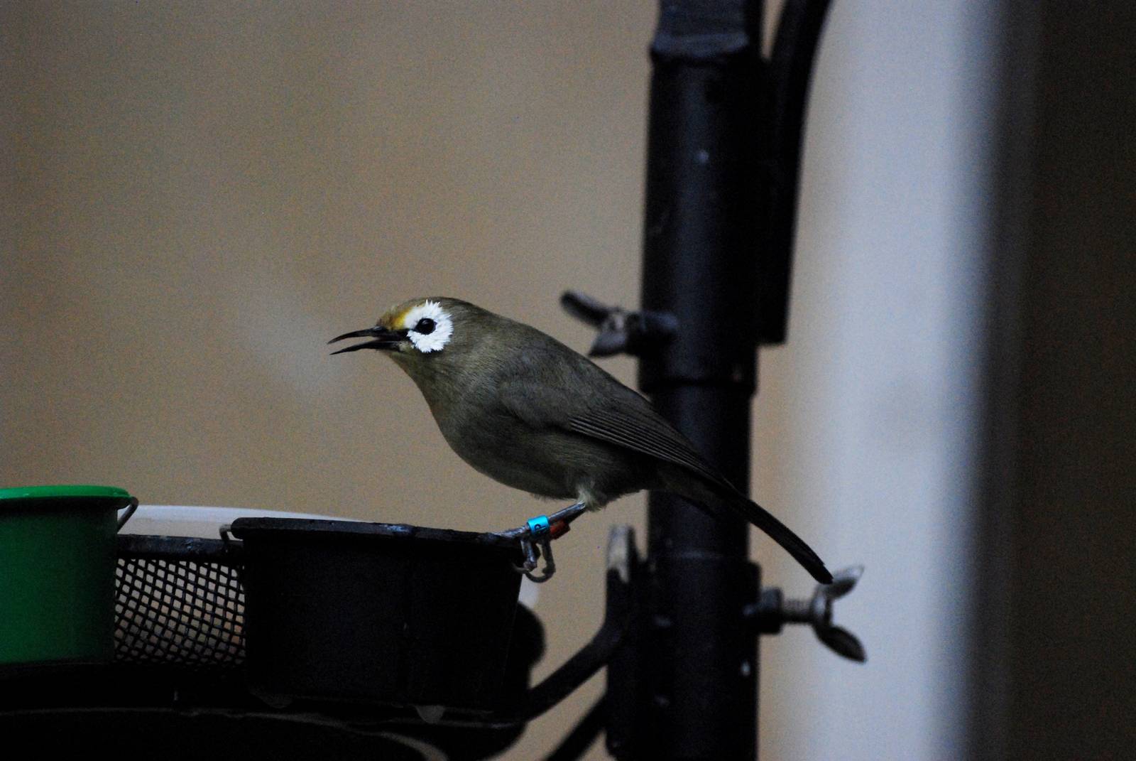 White-Eye at London, 17/03/12