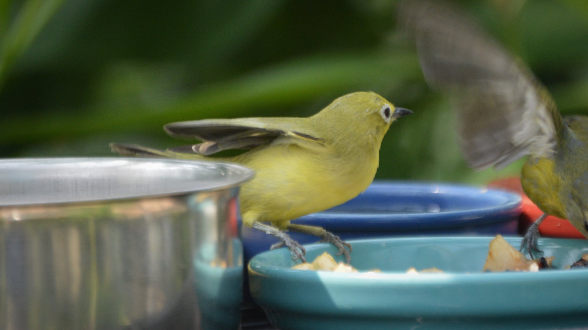 White-Eye ID (Peggy Notebaert Nature Museum)