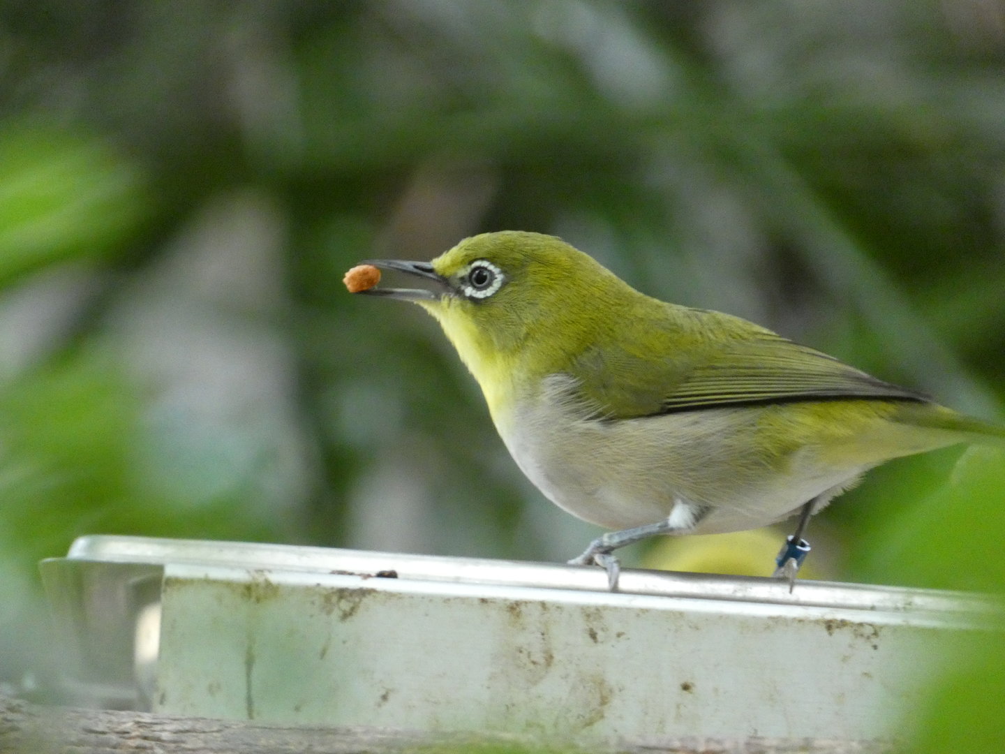 White eye ID? - Tierpark Chemnitz