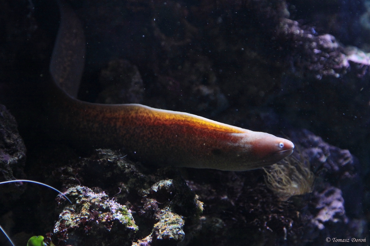 White-eye Moray (Gymnothorax thyrsoideus)