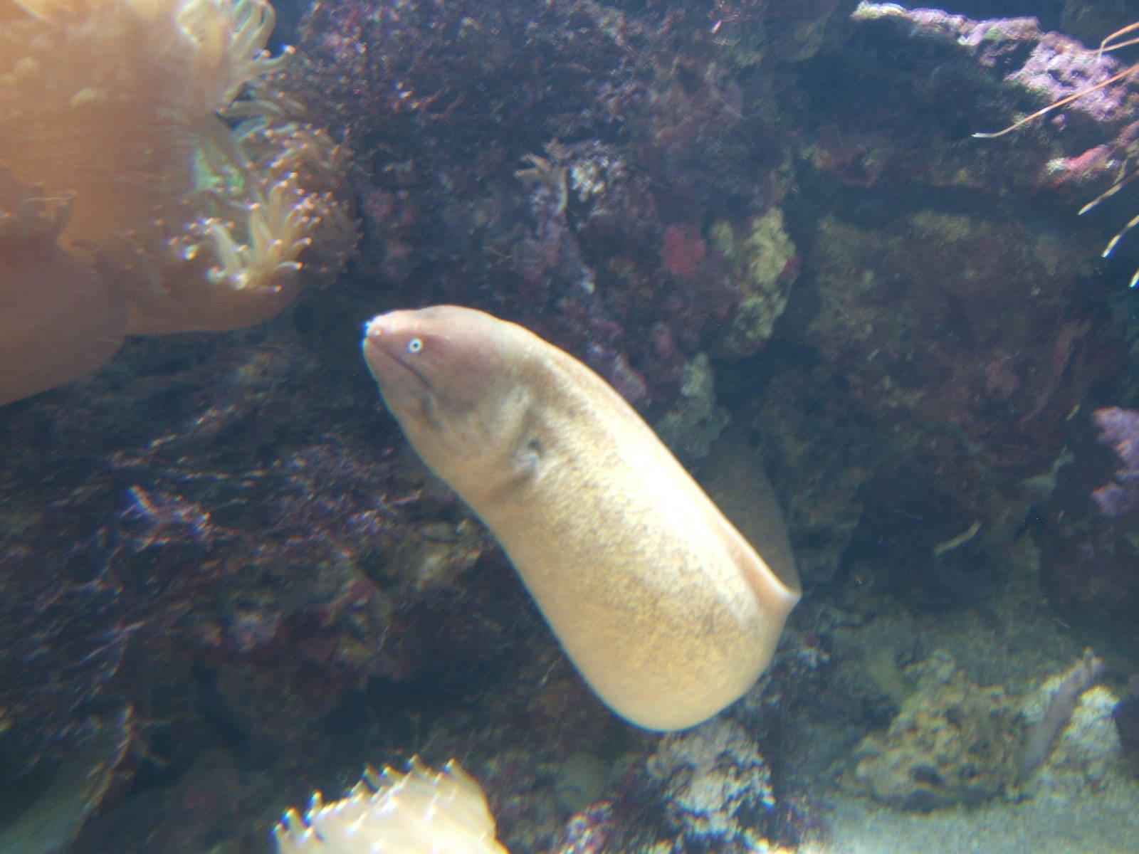 White-eye Moray