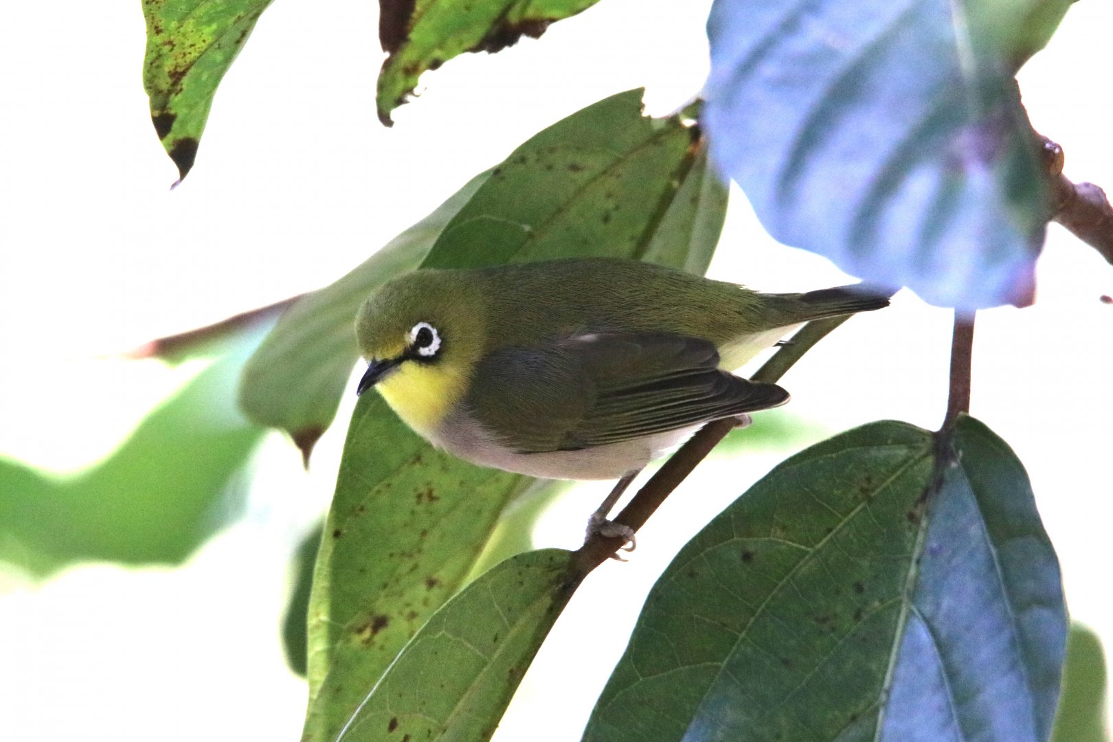 White-eye sp.