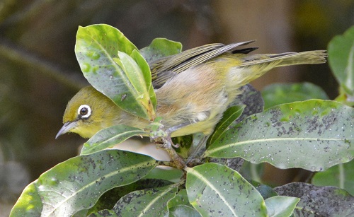 White-eye