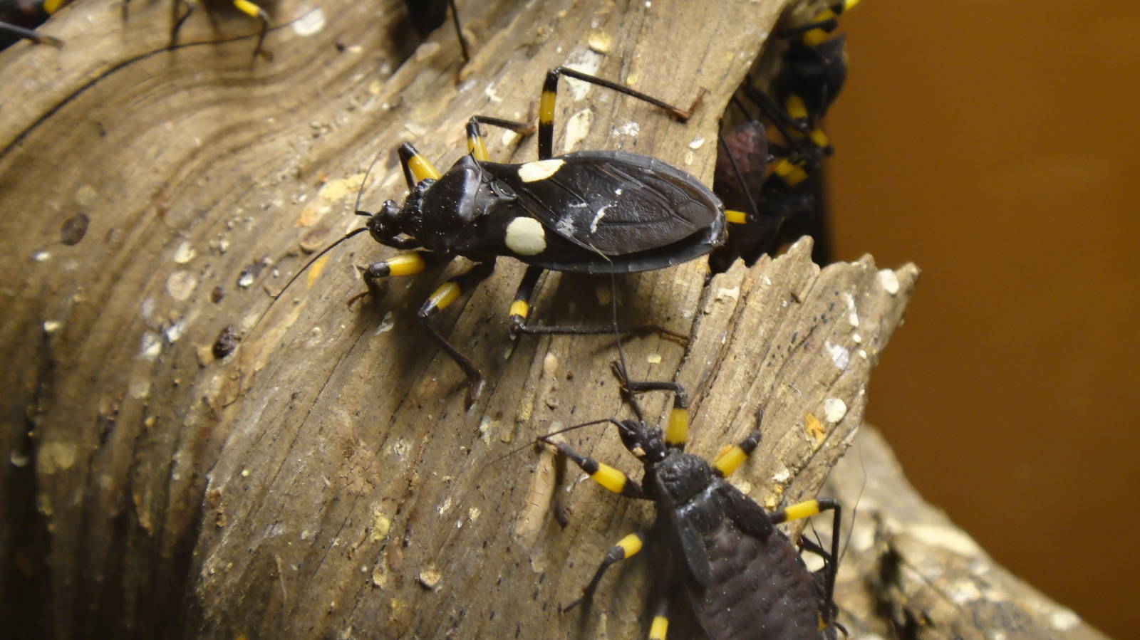 White-eyed assassin bug at Museum of life and science 2015-1-31