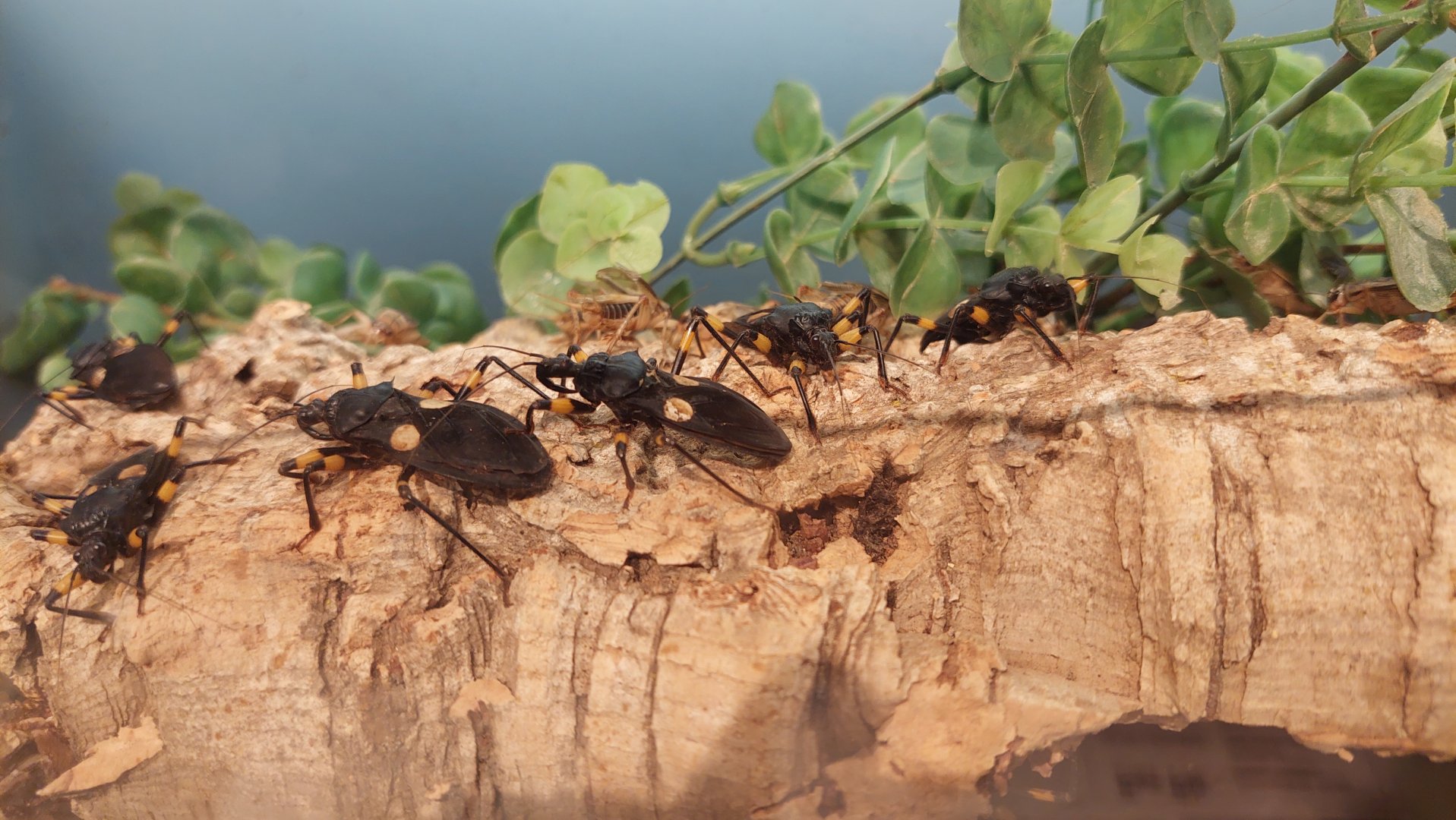 White-eyed Assassin Bug (Platymeris biguttata)