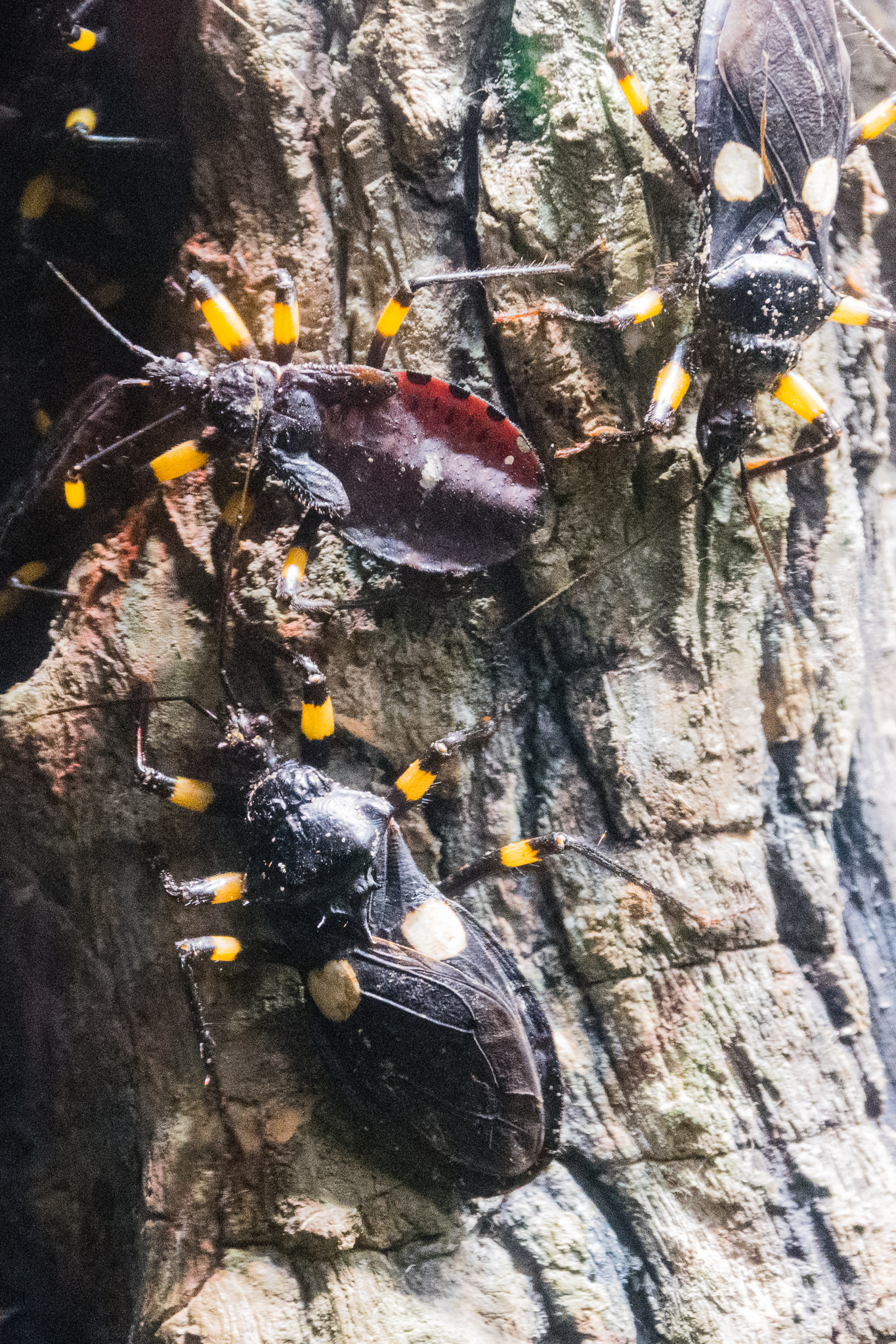 White-eyed Assassin Bug-Spineless Marvels