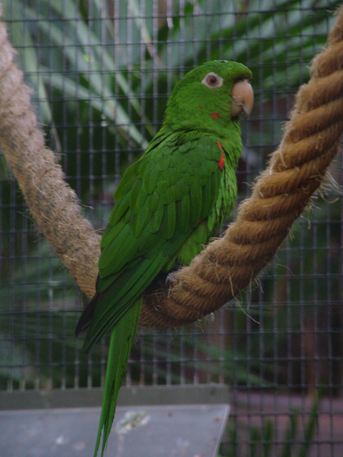 White-eyed Conure at Loro Parque, 08/11/10