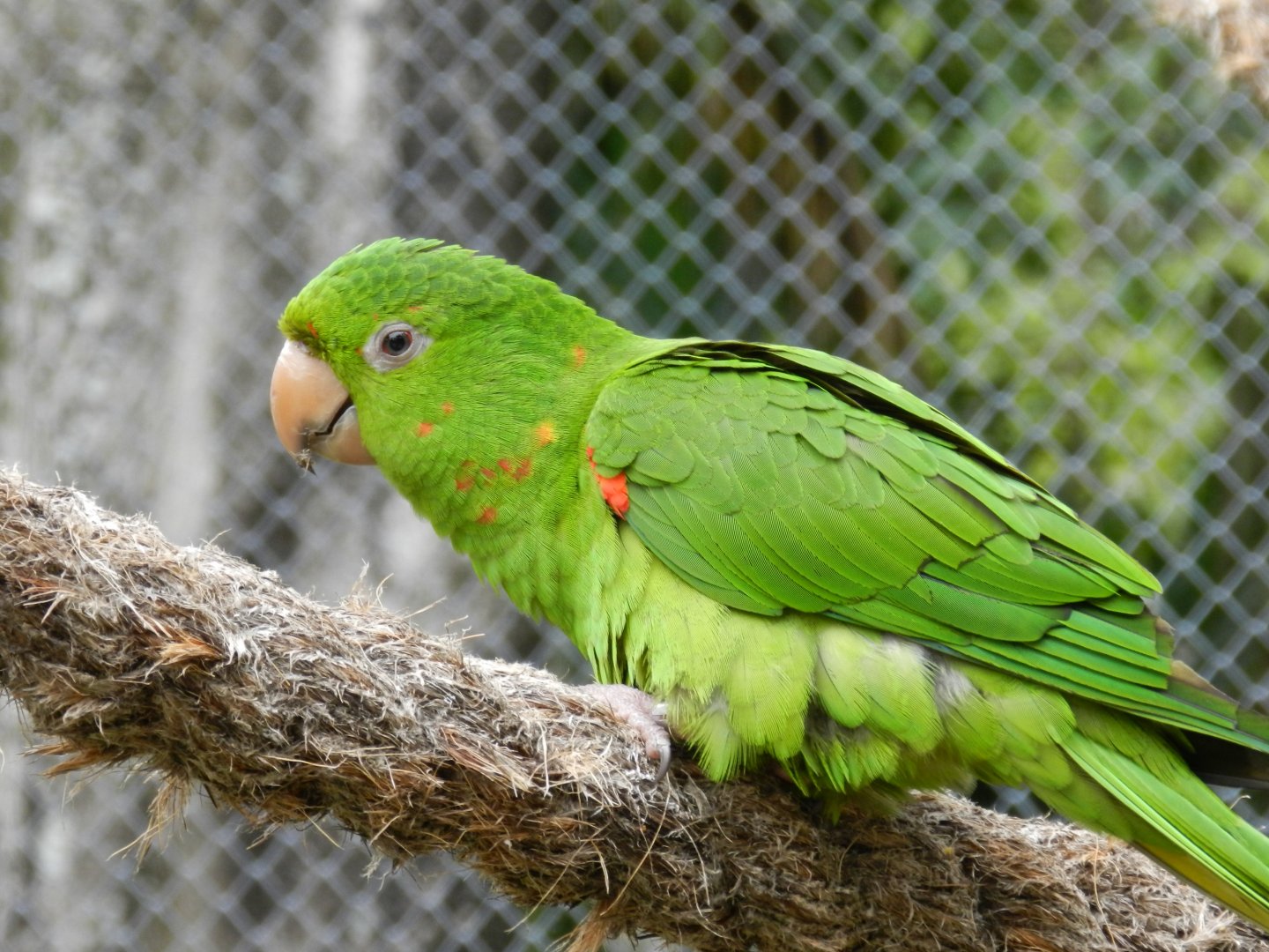 White-eyed conure - BioParque do Rio