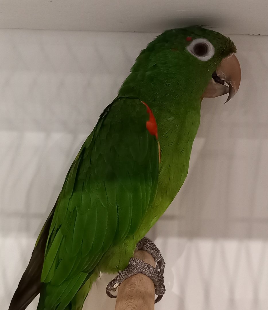 White-eyed conure