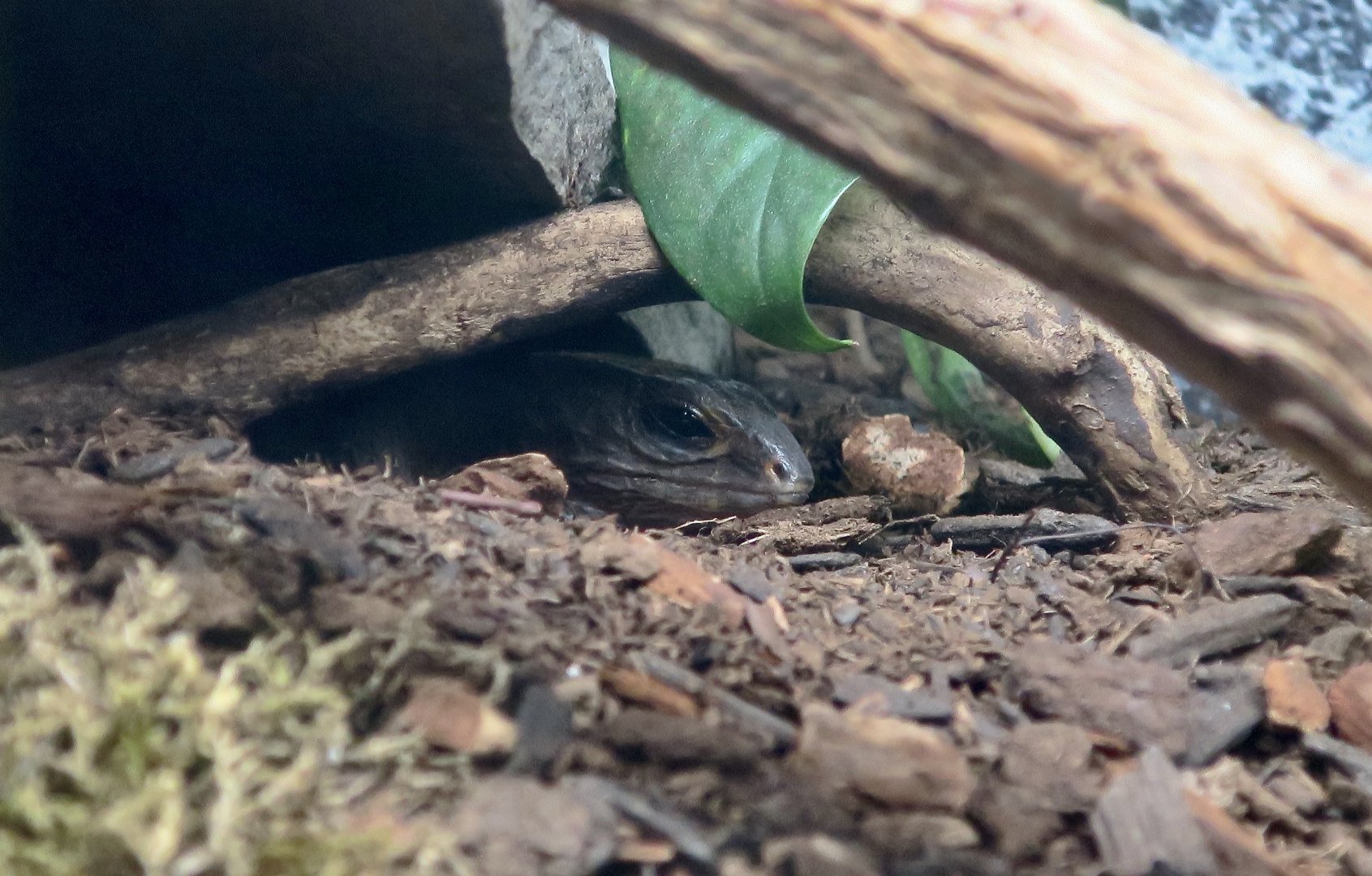 White-Eyed Crocodile Skink (Tribolonotus novaeguineae)