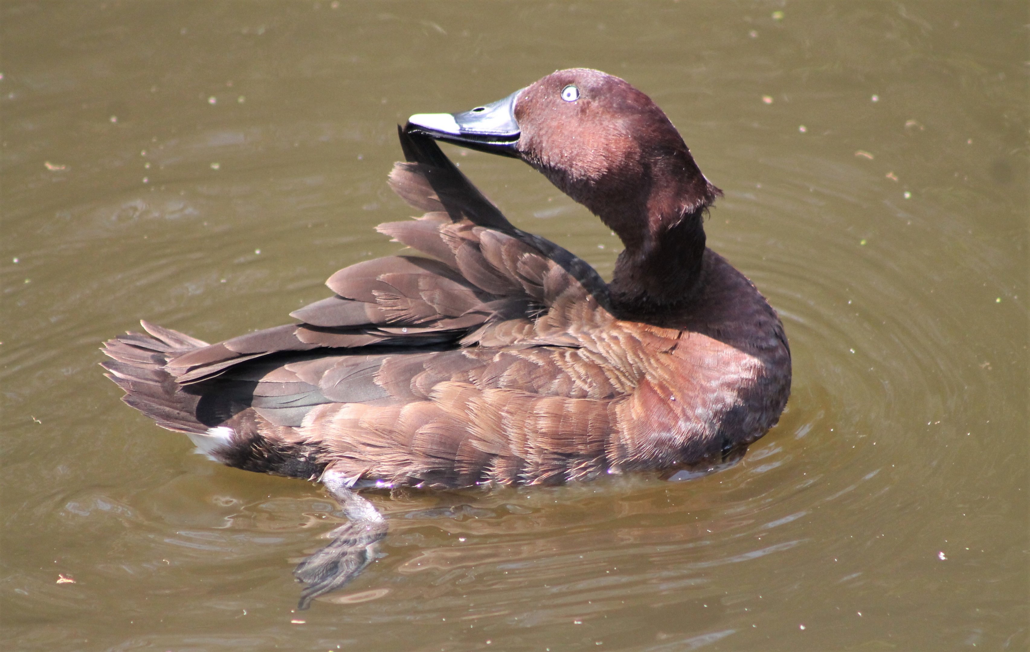 White-eyed Duck (Aythya australis)