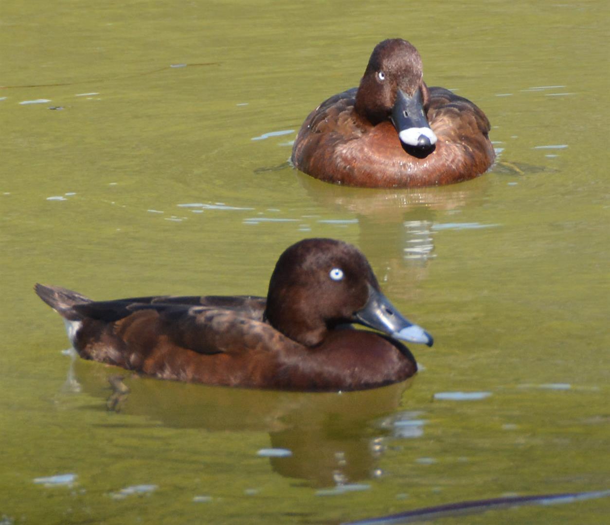 White-eyed ducks