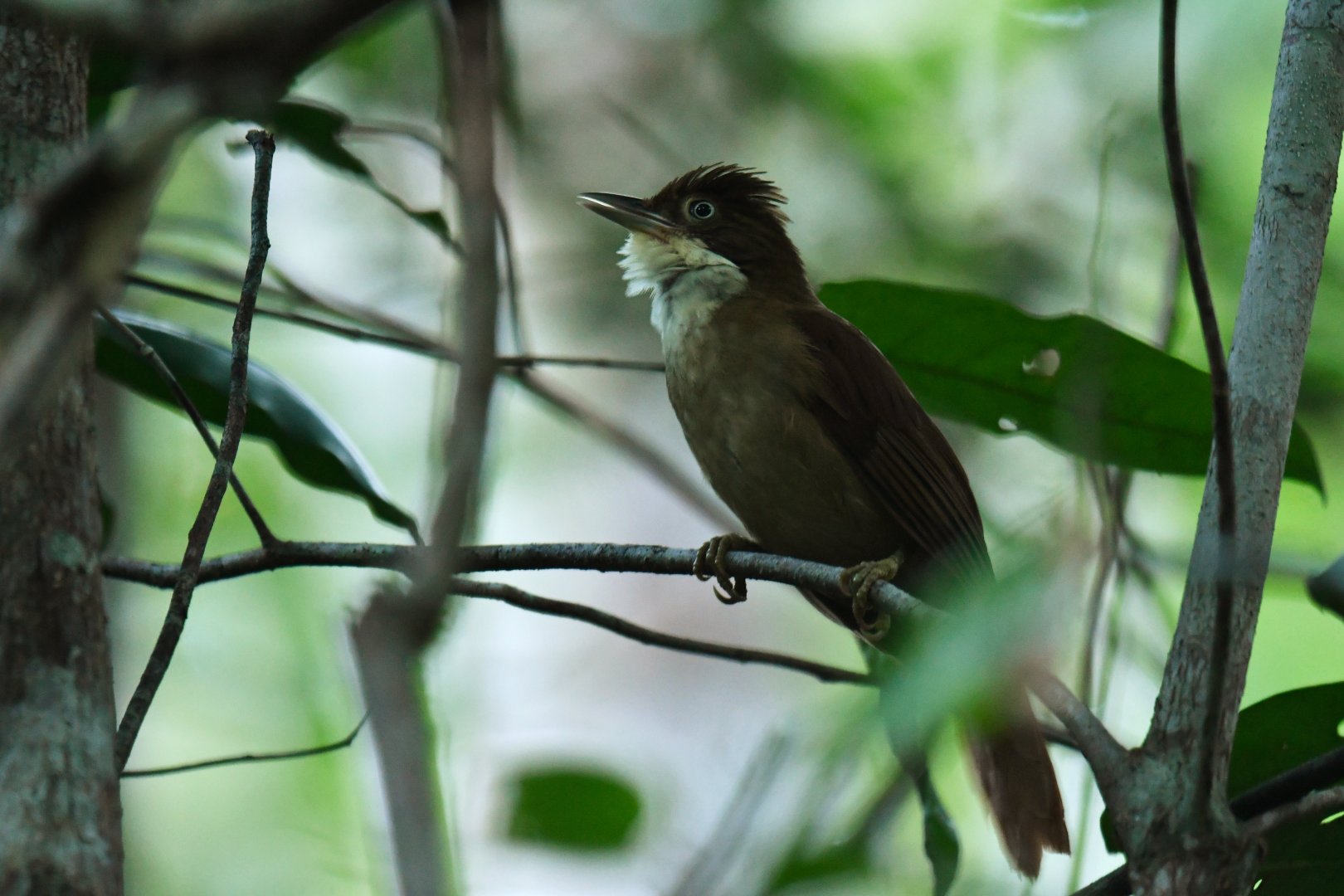 White-eyed Foliage-gleaner Automolus leucophthalmus