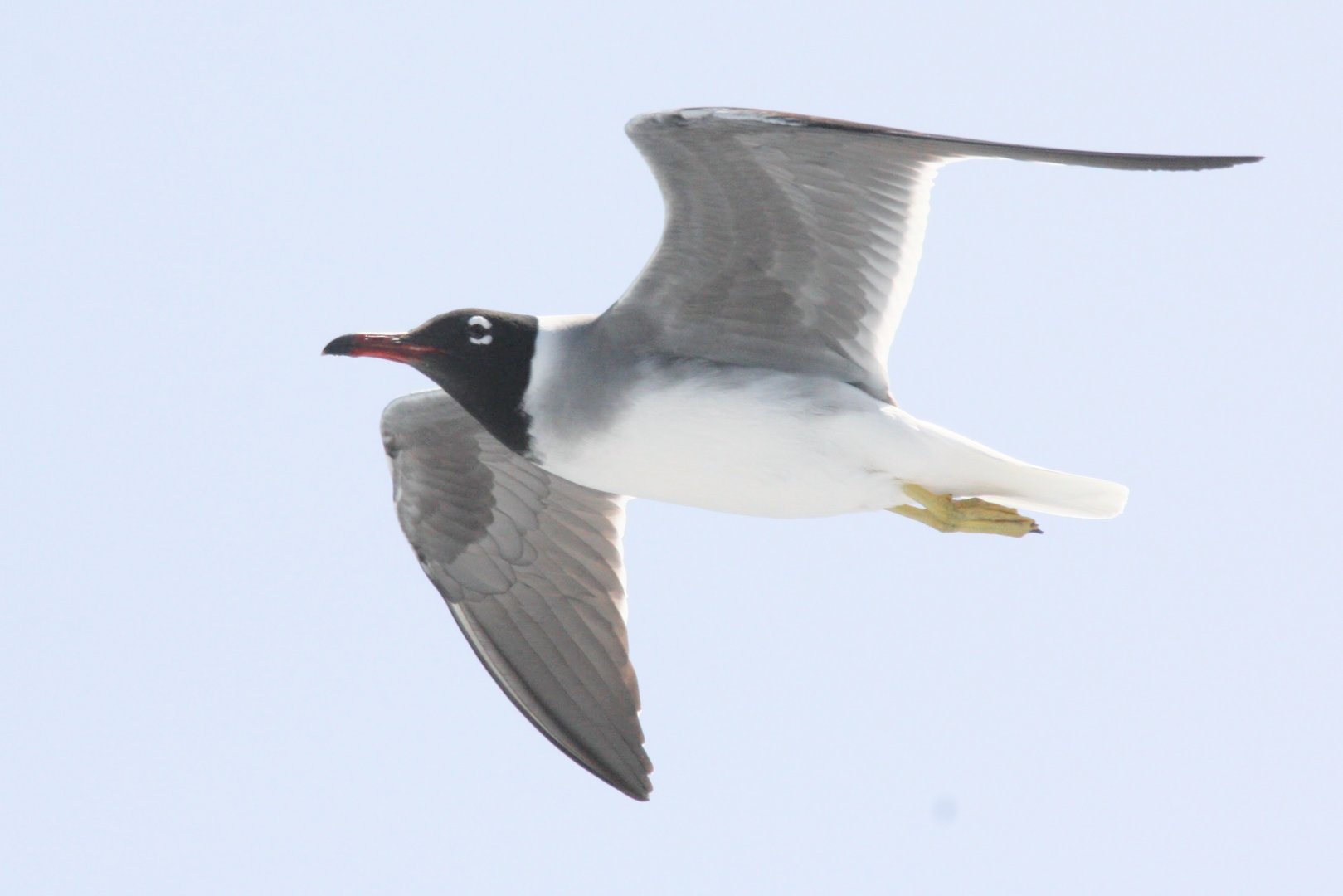 White-eyed Gull