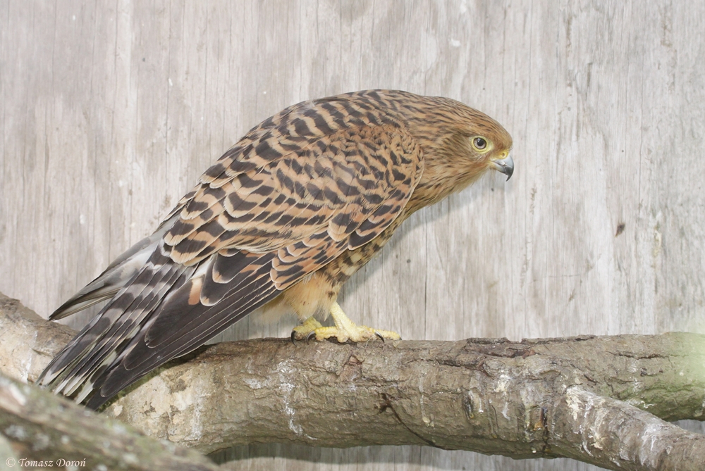White-eyed Kestrel (Falco rupicoloides) female