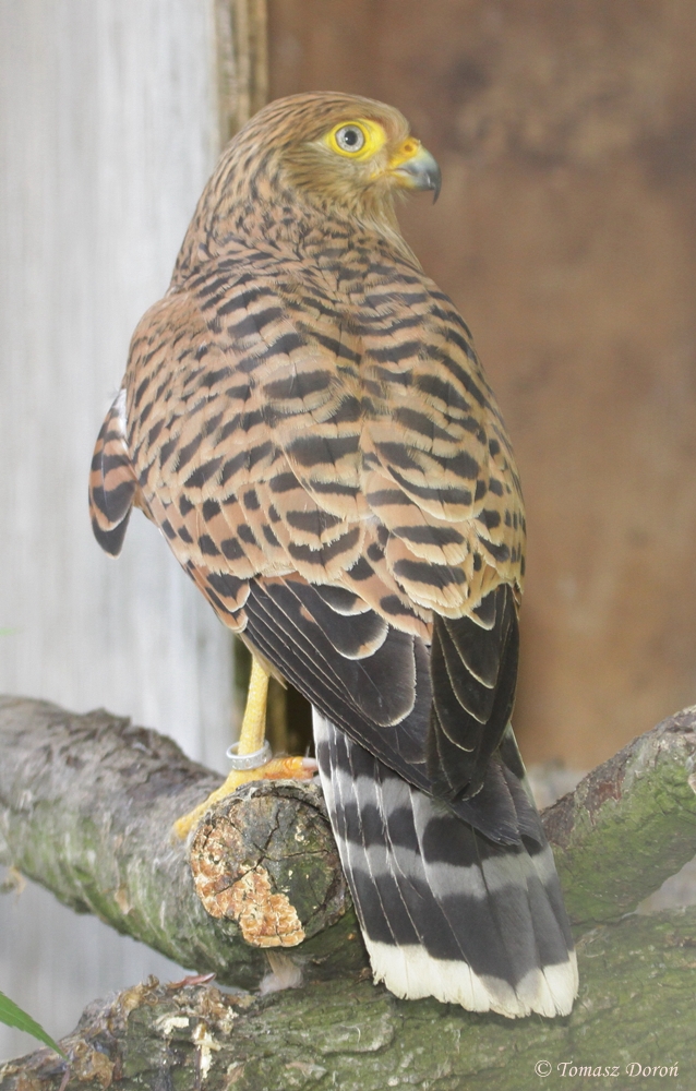 White-eyed Kestrel (Falco rupicoloides) male