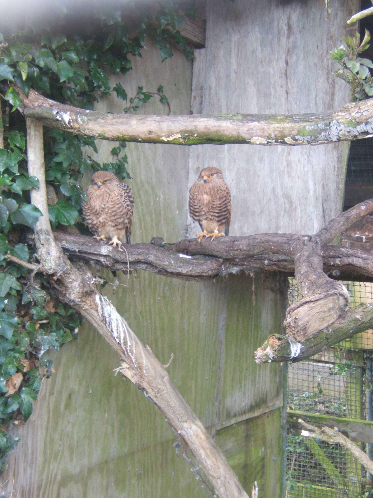 White-eyed Kestrel (Falco rupicoloides)