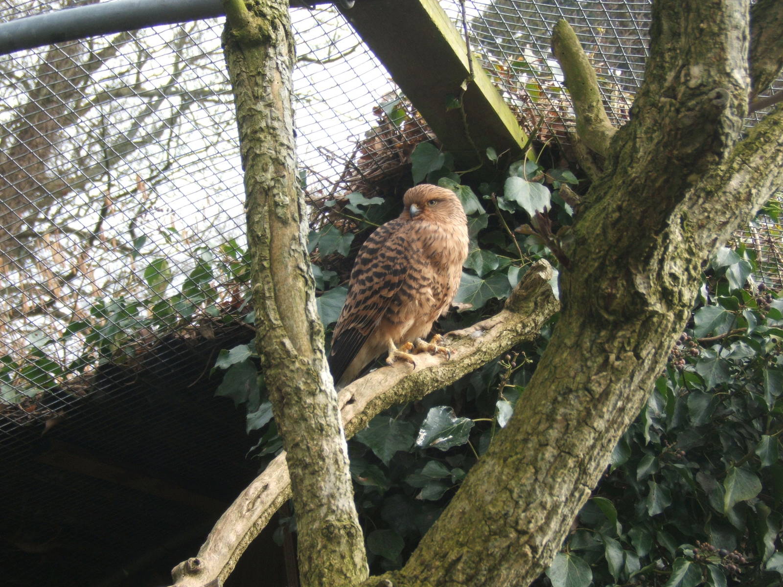 White-eyed Kestrel