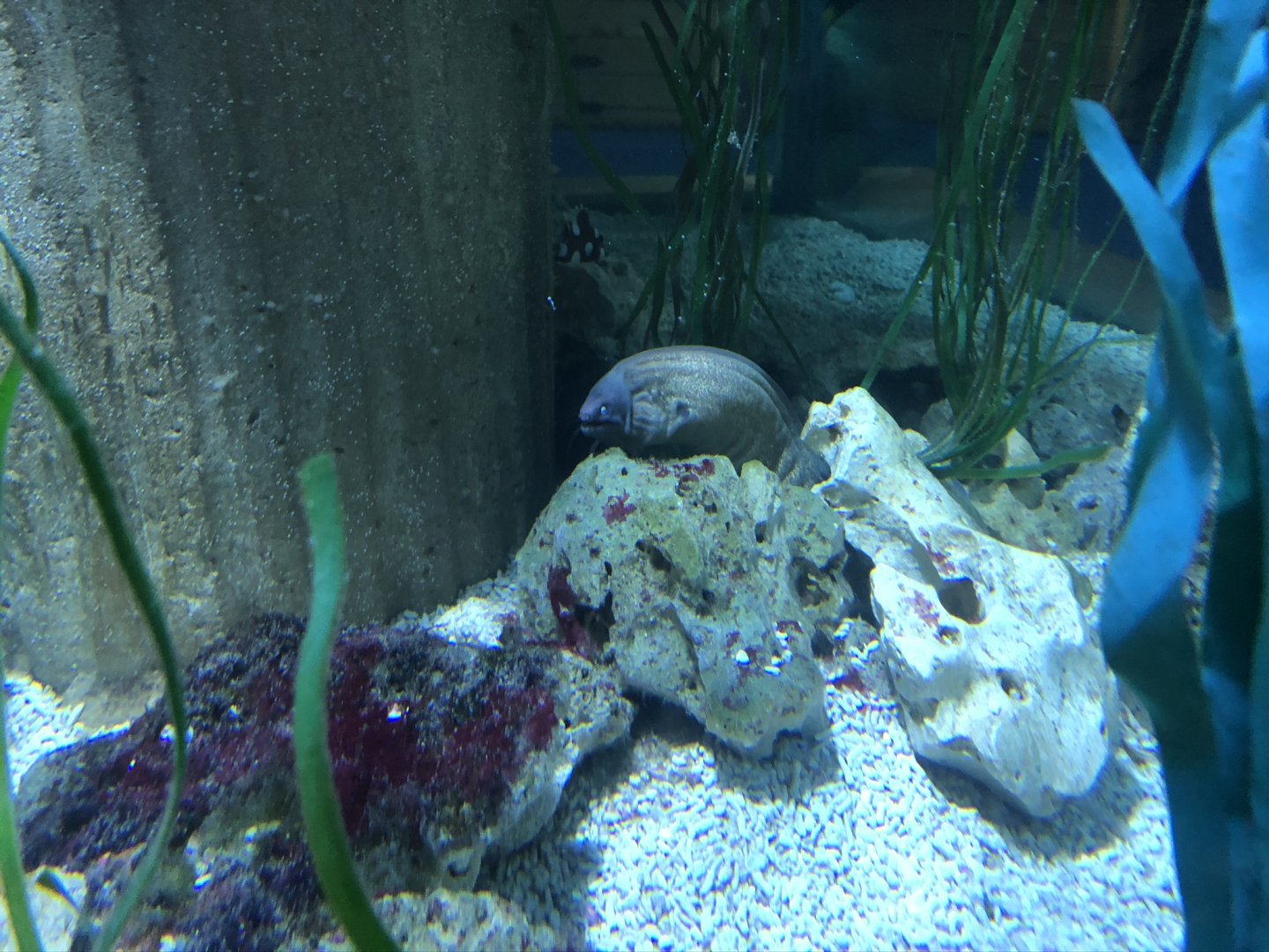 White-eyed Moray at Tynemouth Aquarium (2019)