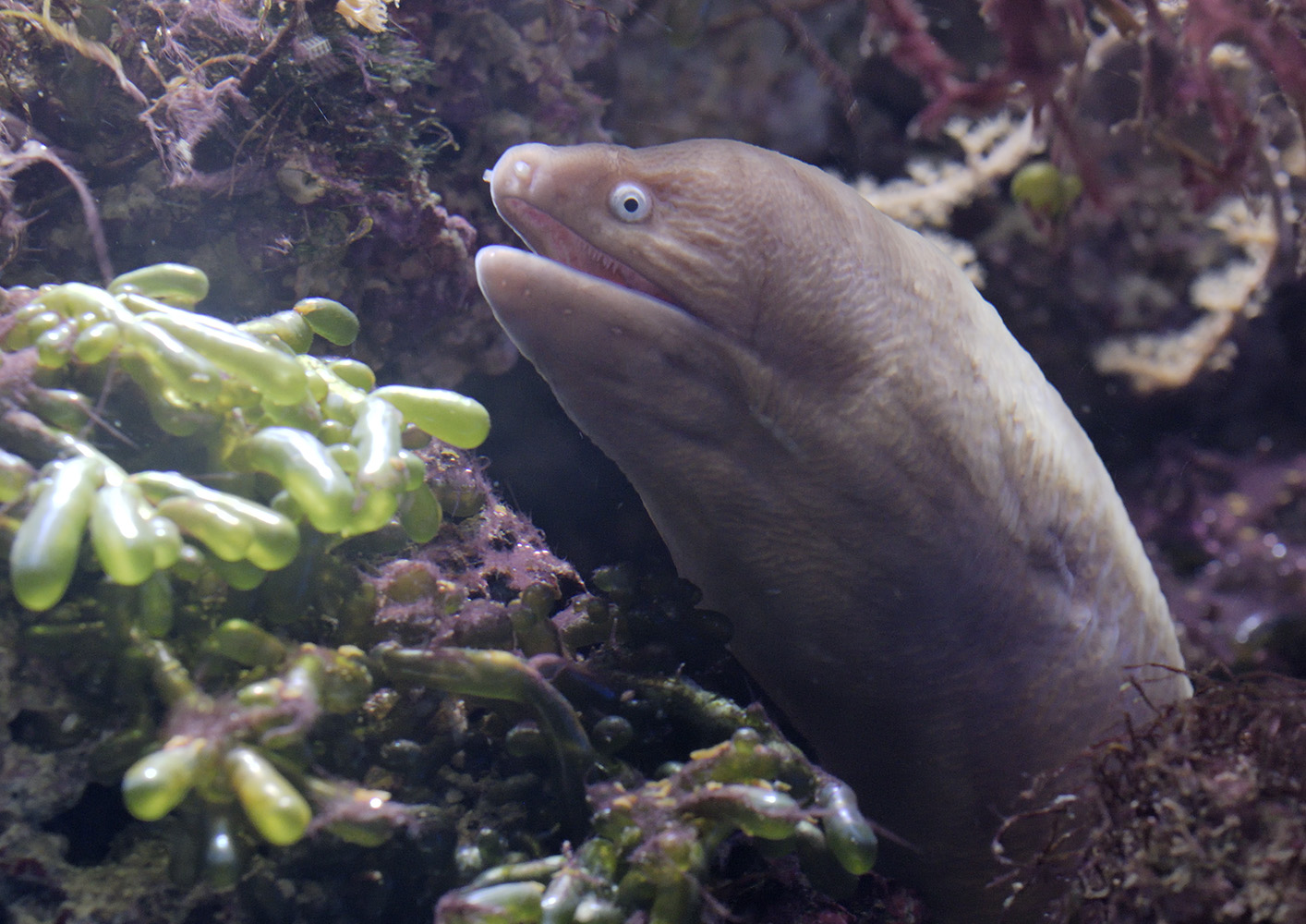 White-eyed moray eel