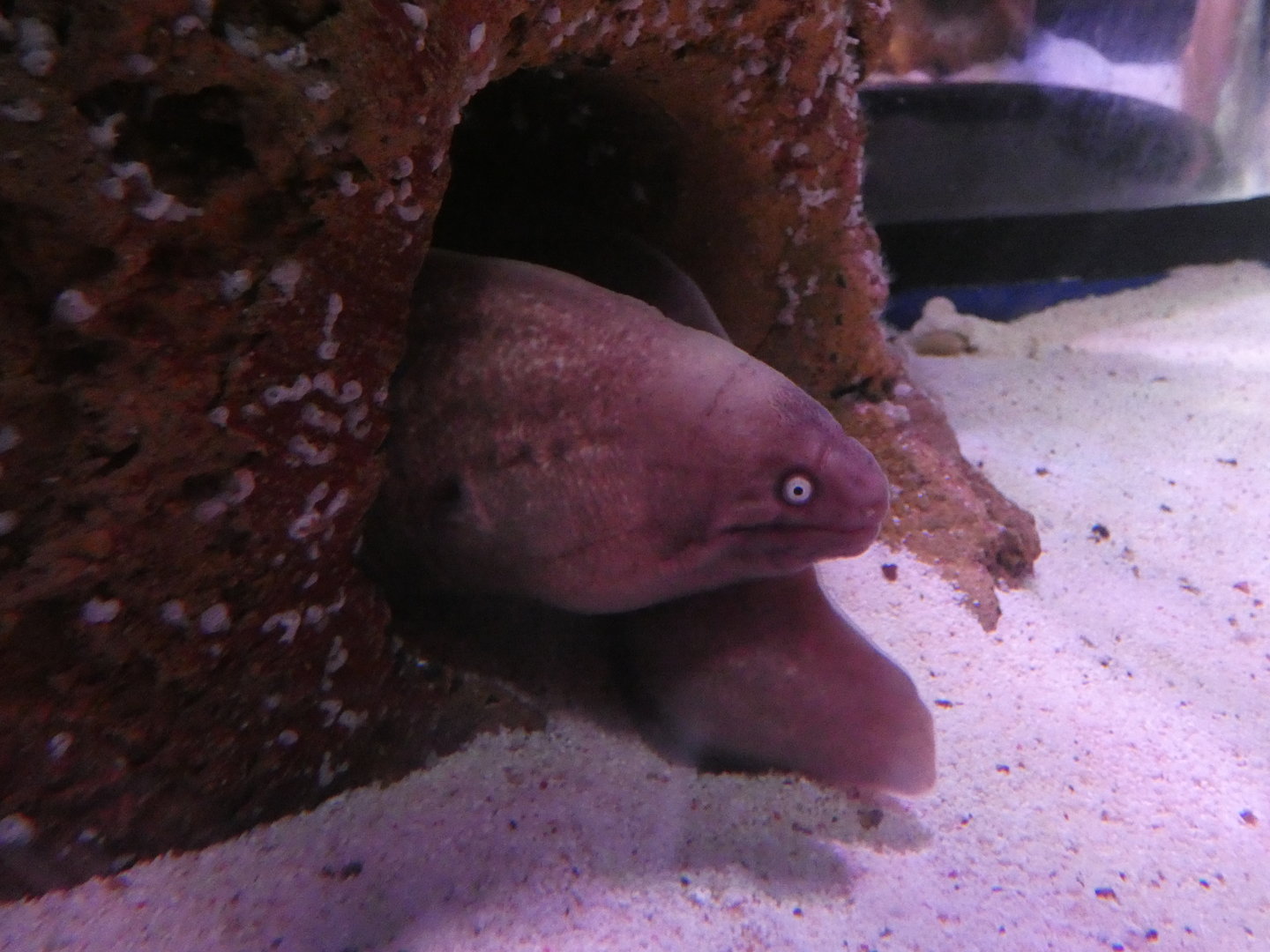 White-eyed moray eel