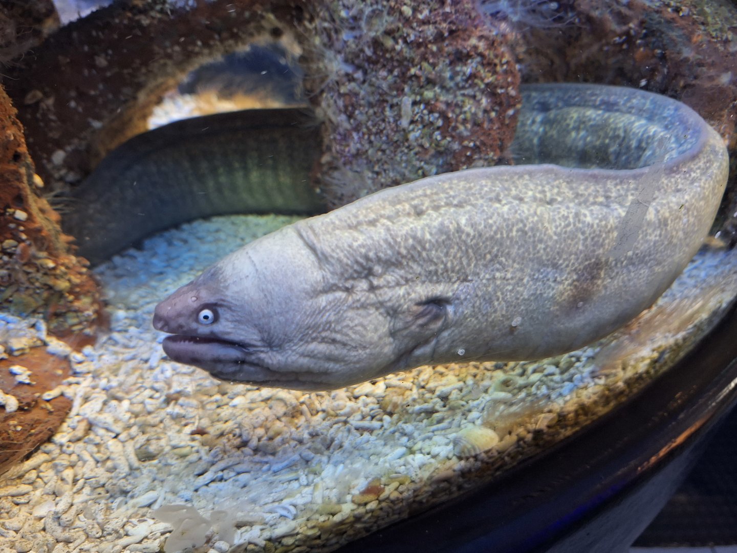 White-eyed Moray Eel