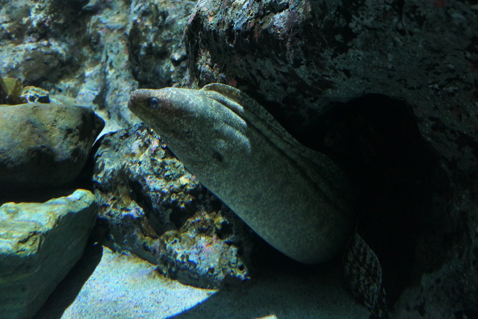 White-eyed Moray (Gymnothorax thyrsoideus)