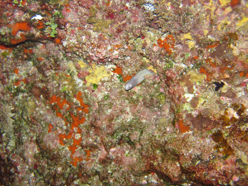 White-eyed Moray juvenile