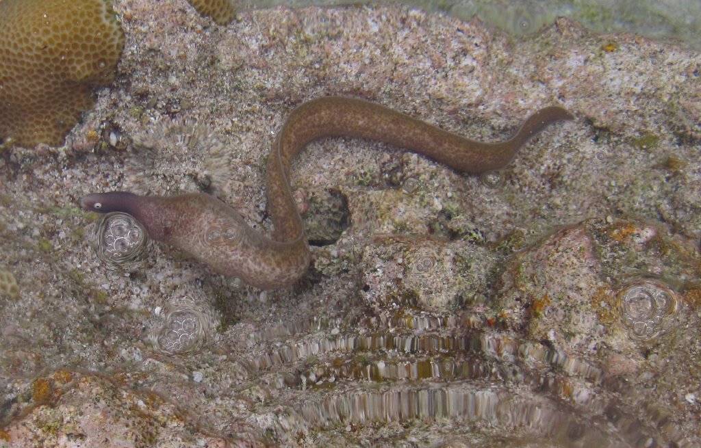 White-eyed Moray