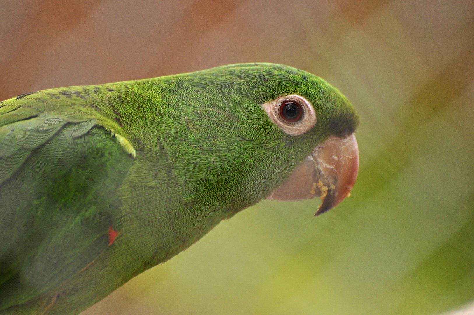 White-eyed Parakeet (Psittacara leucophthalmus)