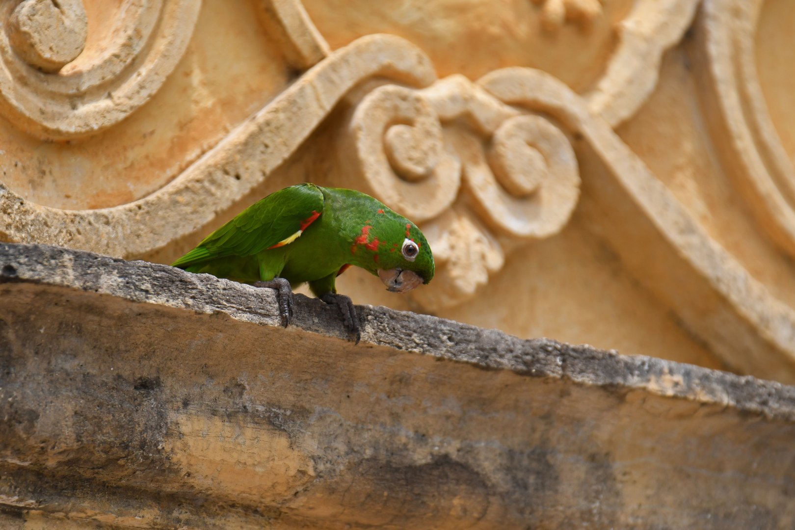 White-eyed Parakeet (Psittacara leucophthalmus)
