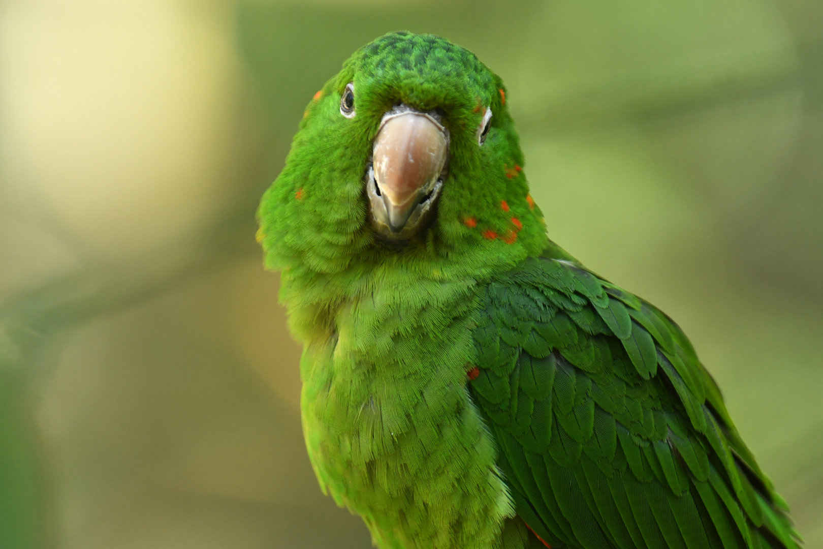 White-eyed Parakeet Psittacara leucophthalmus