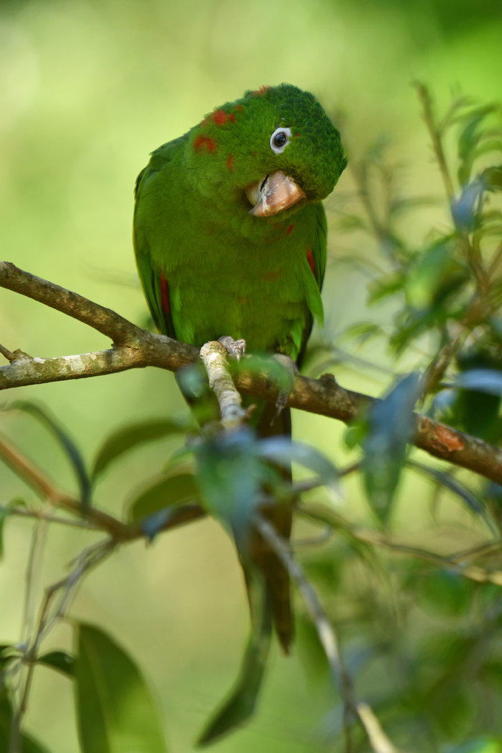 White-eyed Parakeet Psittacara leucophthalmus