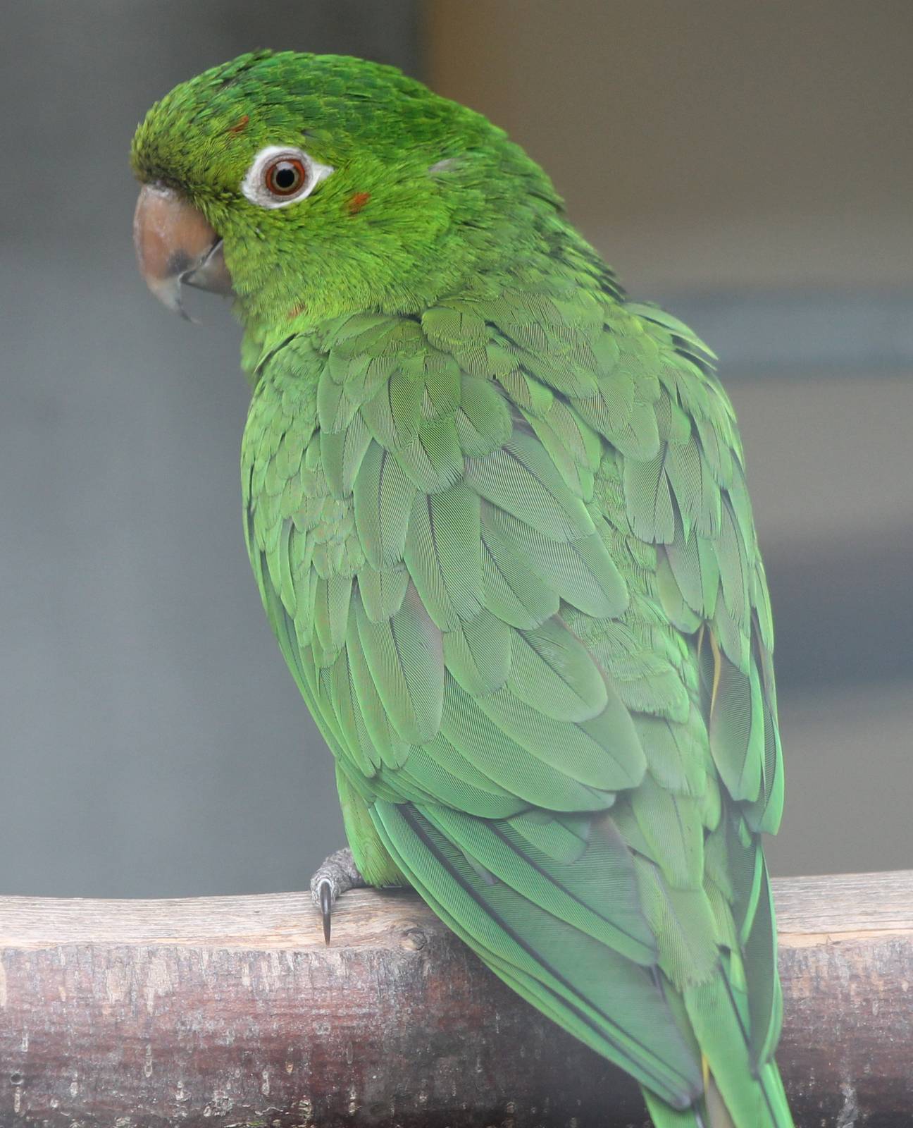 White-eyed parakeet