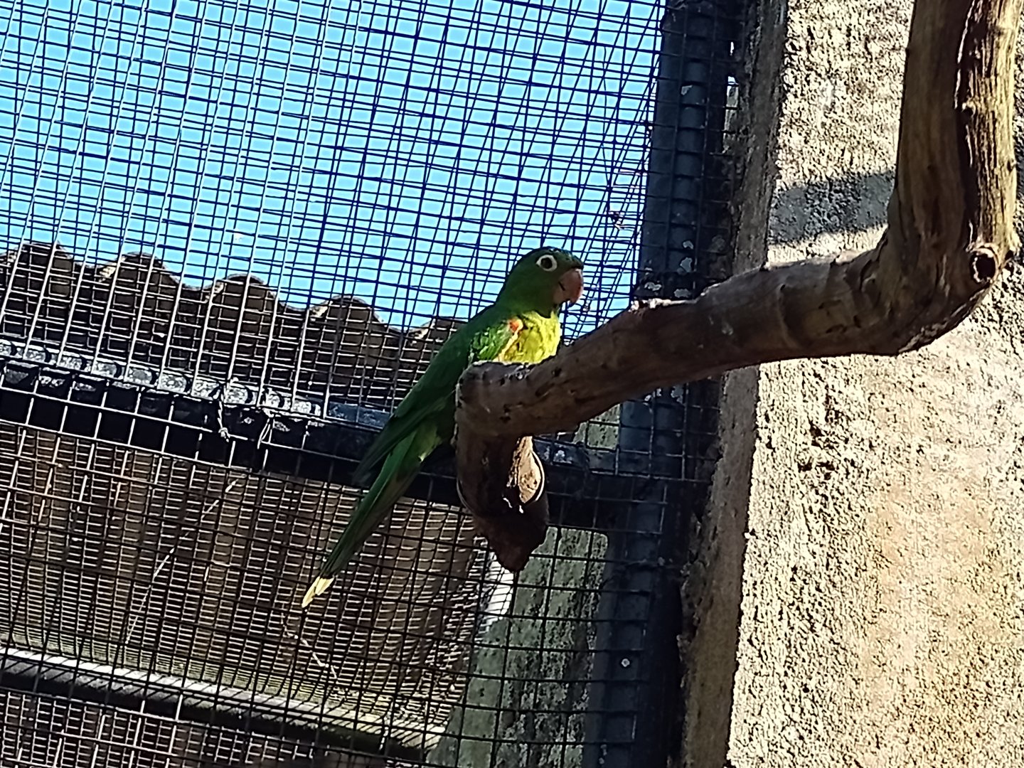 White eyed parakeet