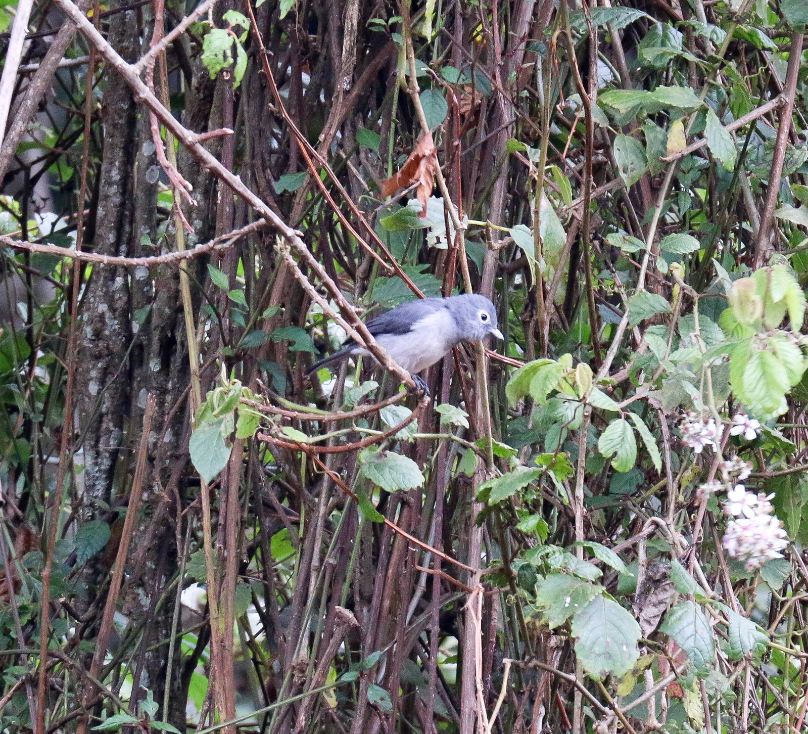 White-eyed Slaty Flycatcher