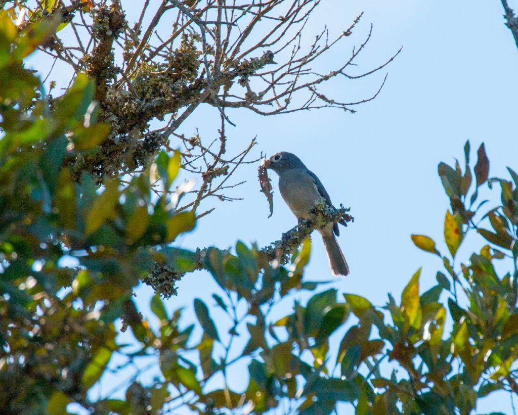 White-eyed Slaty-Flycatcher