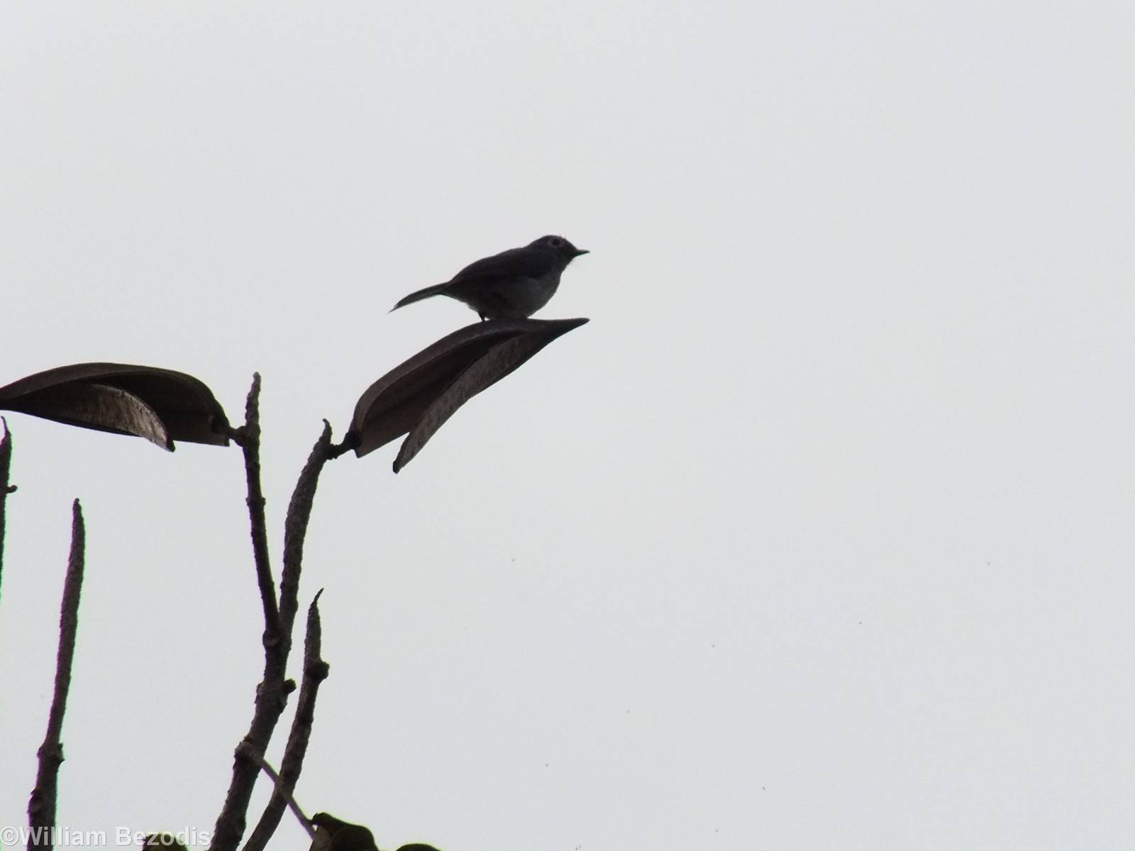 White-eyed Slaty-flycatcher