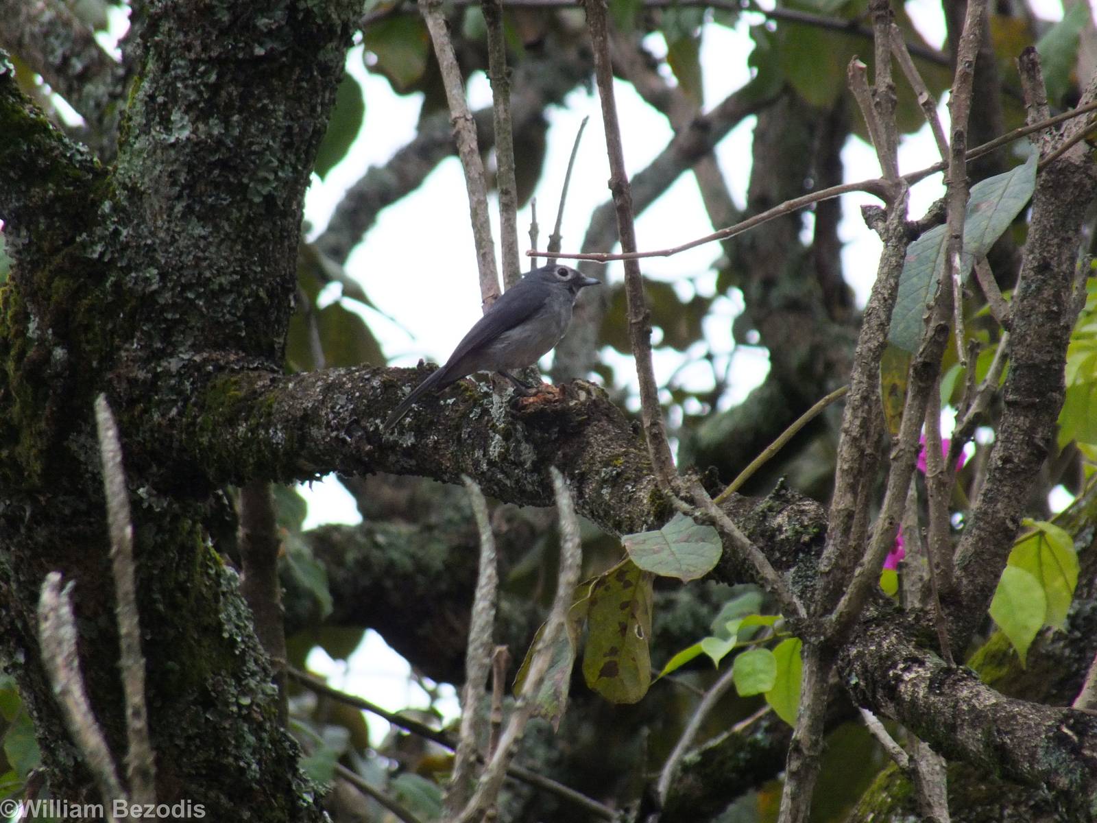 White-eyed Slaty-flycatcher