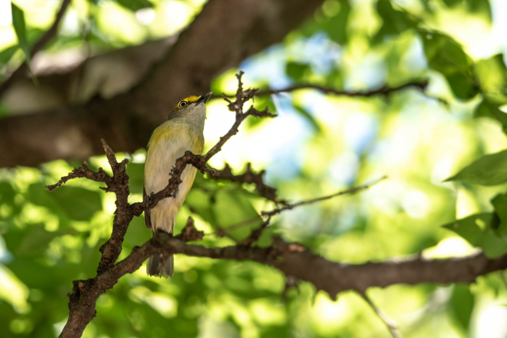 White-eyed Vireo- (Vireo griseus)