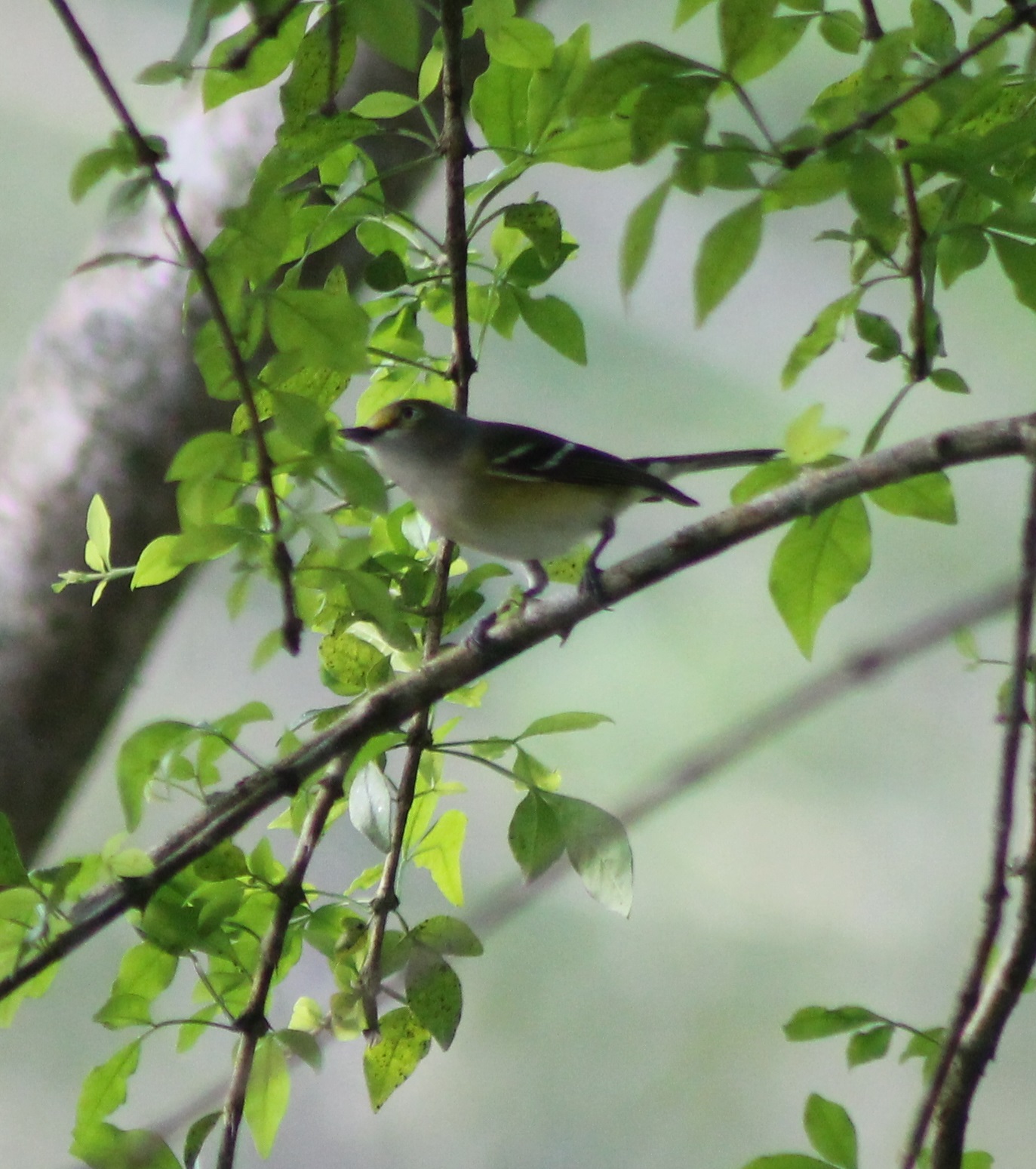 White-eyed vireo