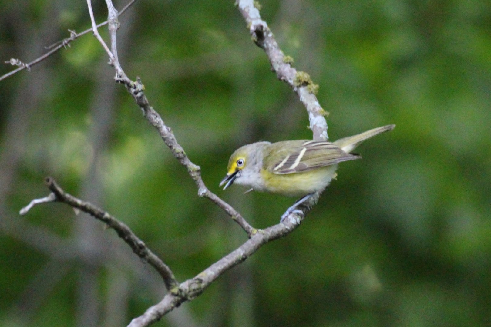 White-eyed Vireo