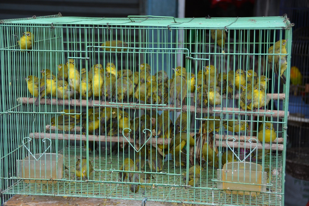 White-eyes.   Bali Bird Market.   Not too good, but a wide variety of birds etc..