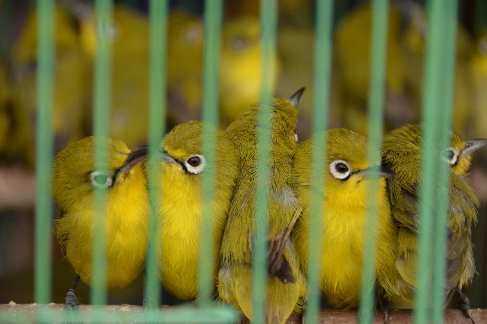 White-eyes.  Bali bird market