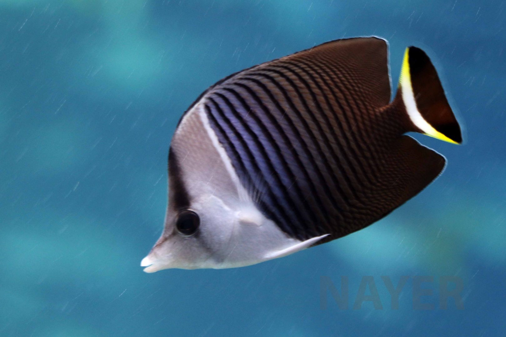 White-face butterflyfish, October 2017